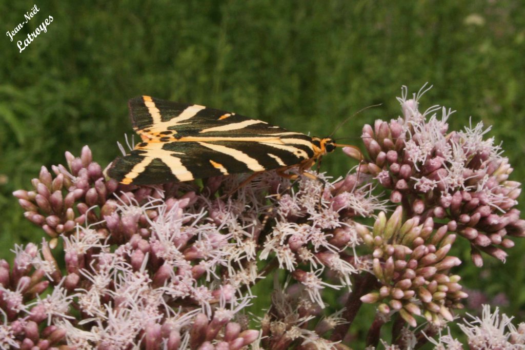 Euplagia quadripunctaria - écaille chinée sur Eupatorium - papillon hétérocère - Vy-lès-Filain (Haute-Saône) - 23 juillet 2022 - photographie Jean-Noël Latroyes - www.filain-nature.fr