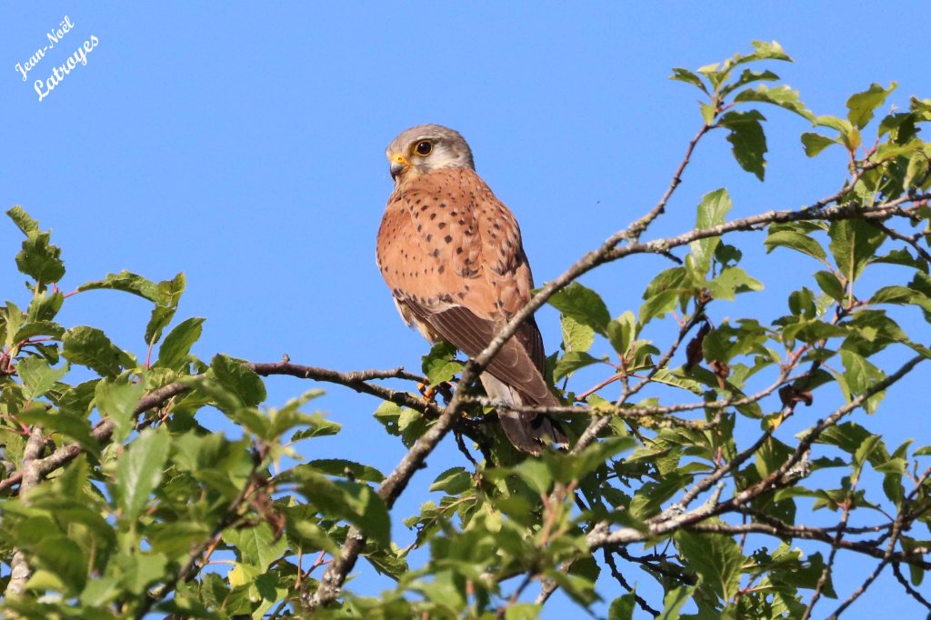 Au sommet d'un pommier du village, le faucon surveillait, mais il m'a entendu et n'a pas l'air content du tout de ma présence  ...
Faucon crécerelle- Falco tinnunculus - 29 Juin 2022
Photographie Jean-Noël Latroyes - Filain ( Haute-Saône) - www.filain-nature.fr