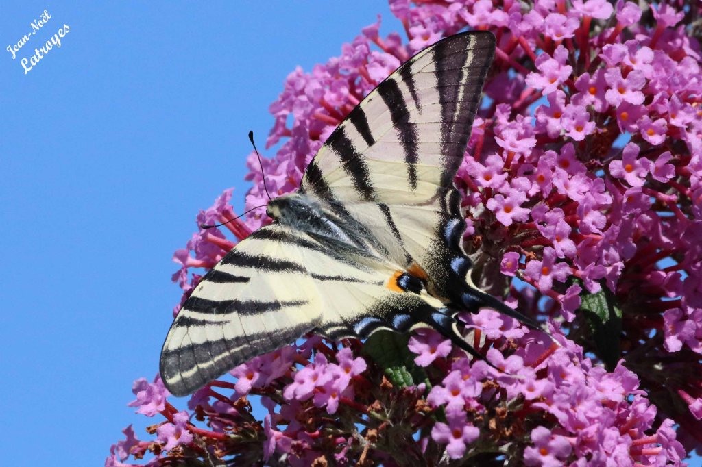 Le Flambé - Iphiclides podalirius sur Buddleia - Filain (Haute-Saône) -01 juillet 2022, vers 11 h 00 photographie Jean-Noël Latroyes - www.filain-nature.fr