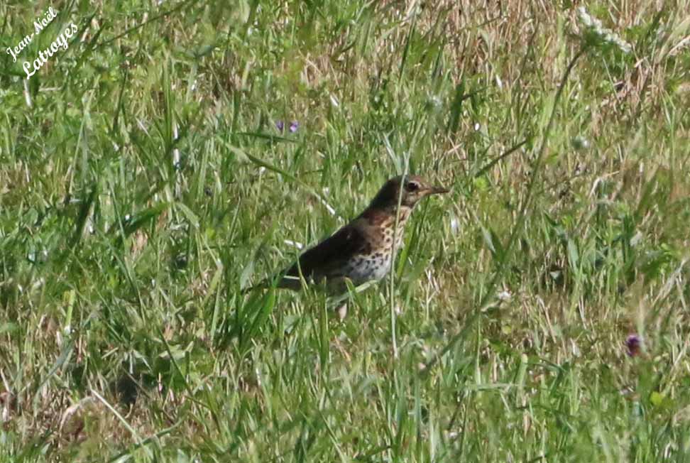 Grive draine – Turdus viscivorus – chassant les insectes (orthoptères surtout) et les stockant dans son bec, avant de réaliser un aller et retour pour nourrir ses jeunes au nid, distant d'une cinquantaine de mètres seulement - Filain (Haute-Saône) - 29 juin 2022 – Photographie Jean-Noël Latroyes - www.filain-nature.fr