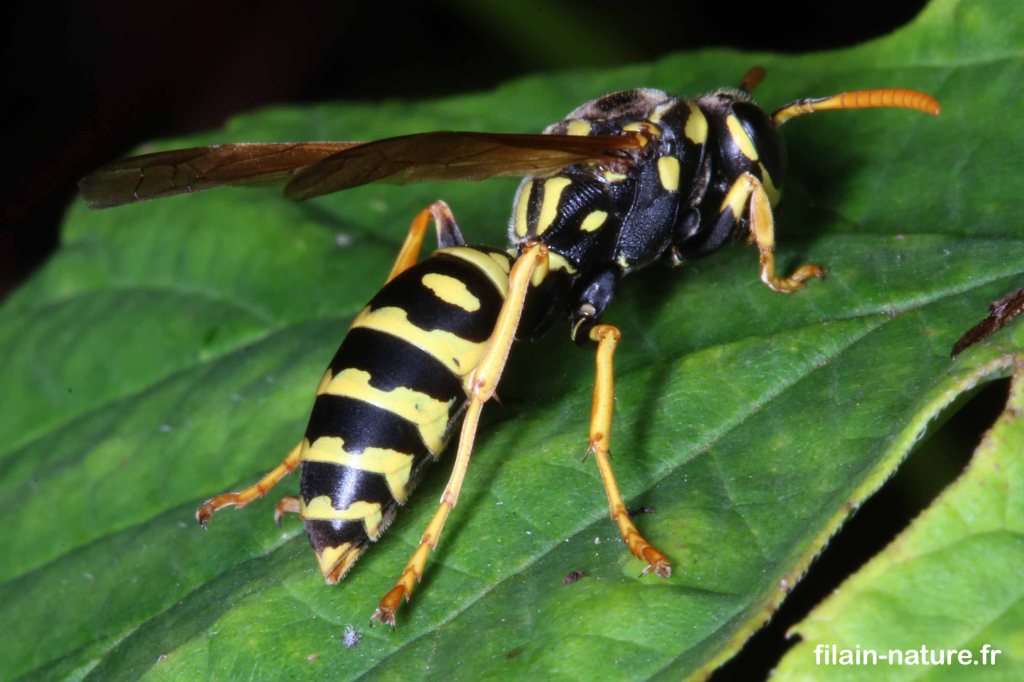 Polistes gallicus (vue dorsale) -Filain (Haute-Saône) - Photographie Jean-Noël Latroyes - 22 juillet 2022 - www.filain-nature.fr