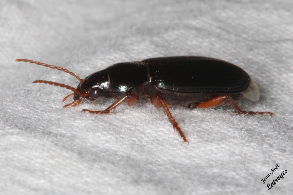 Harpale du fraisier , Harpalu rufipes - Vue de profil - Filain (Haute-Saône) - 02 juillet 2022 vers 23 h 00 - Photographie Jean-Noël Latroyes - www.filain-nature.fr