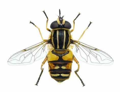 Helophilus pendulus (Linné, 1758) - www.filain-nature.fr