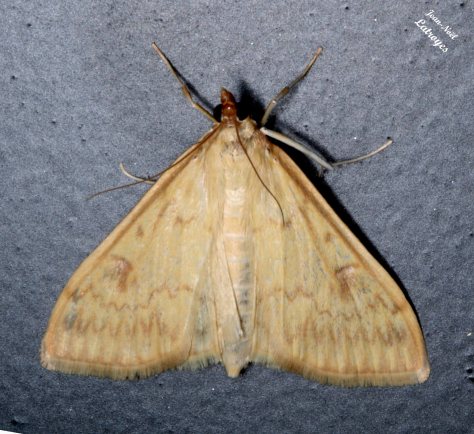 Pyrale du maïs - Ostrinia nubilalis - Filain (Haute-Saône) - 27 juillet 2022 -  photographie Jean-Noël Latroyes - www.filain-nature.fr