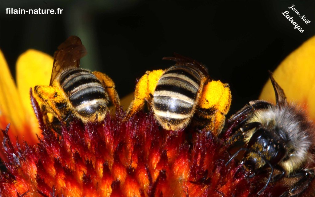 Abeilles du genre Collètes s.p. , vue abdominale, observation à Filain (Haute-Saône) - juillet 2022 - Photographie Jean-Noël Latroyes - www.filain-nature.fr