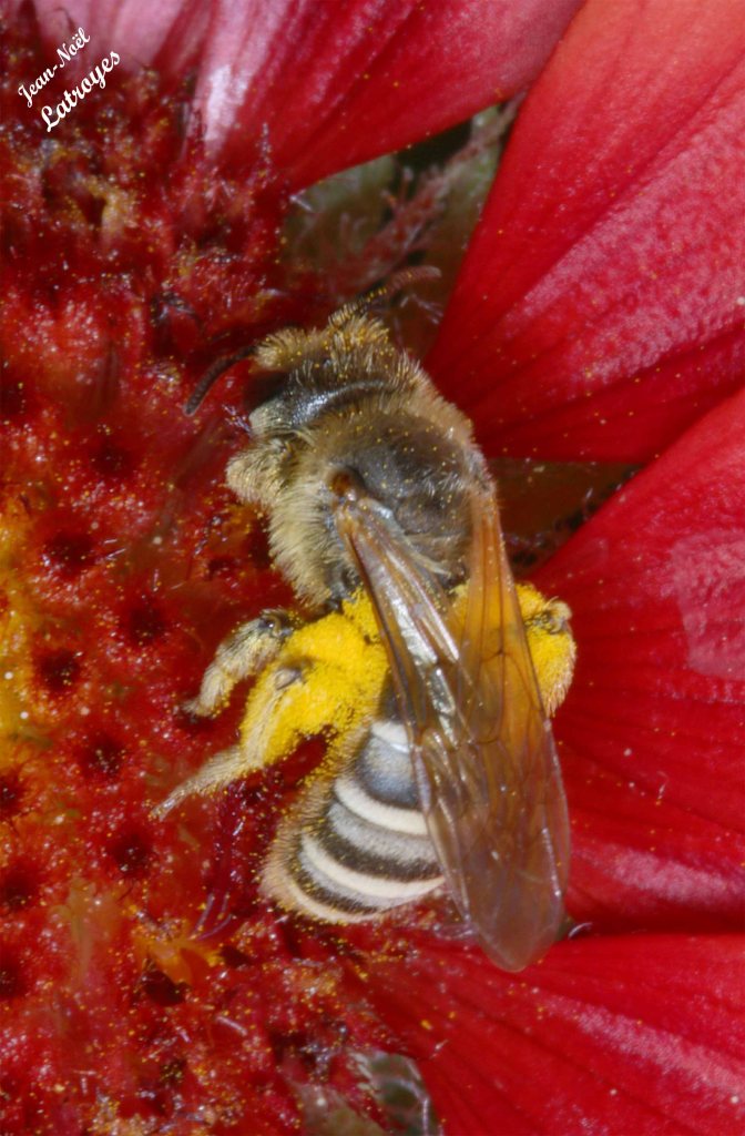 Abeille du genre Collètes s.p. , vue dorsale, observation à Filain (Haute-Saône) -  juillet 2022 - Photographie Jean-Noël Latroyes - www.filain-nature.fr