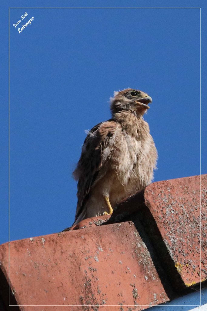 Sur le toit d'une maison du village abritant une famille, ce jeune faucon surveille et s'essaye à de courts survols du village.
Faucon crécerelle- Falco tinnunculus - 10 juillet 2022
Photographie Jean-Noël Latroyes - Filain ( Haute-Saône) - www.filain-nature.fr