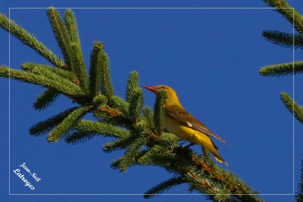 Jeune Loriot d'Europe - Oriolus oriolus sur une branche d'épicéa (bois de Filain - Haute-Saône) - 08 juillet 2022 - Photographie Jean-Noël Latroyes  - www.filain-nature.fr