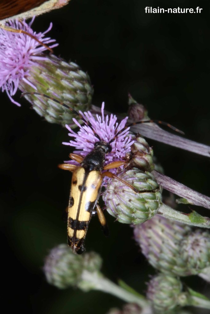 Leptura maculata (ou Rutpela maculata) - Clairière le long de la route des Ridets - Filain (Haute-Saône) –02 Juillet 2022 – Photographie Jean-Noël Latroyes - www.filain-nature.fr