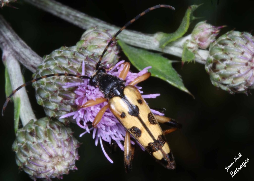 Leptura maculata (ou Rutpela maculata) - Clairière le long de la route des Ridets - Filain (Haute-Saône) –02 Juillet 2022 – Photographie Jean-Noël Latroyes - www.filain-nature.fr