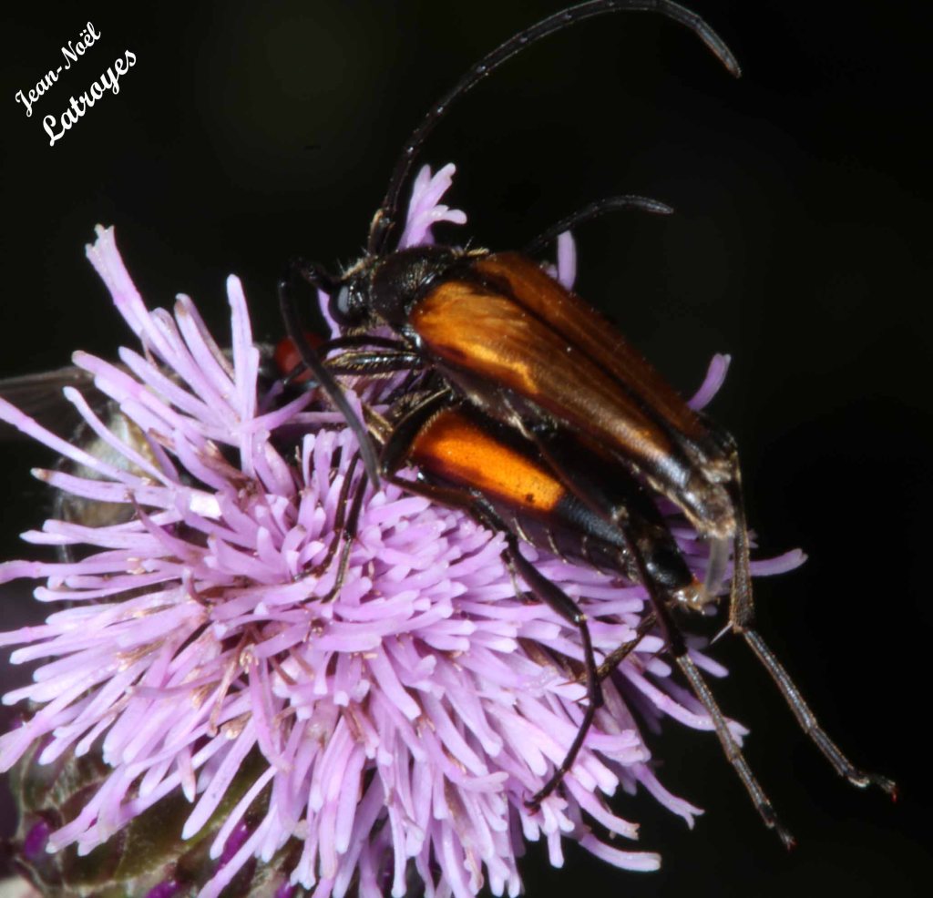Accouplement de longicornes non identifiés - Filain (Haute-Saône) - 06 juillet 2022 - Photographie Jean-Noël Latroyes - www.filain-nature.fr