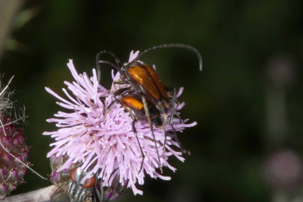 Accouplement de longicornes non identifiés sur chardon - Filain (Haute-Saône) - 06 juillet 2022 - Photographie Jean-Noël Latroyes - www.filain-nature.fr