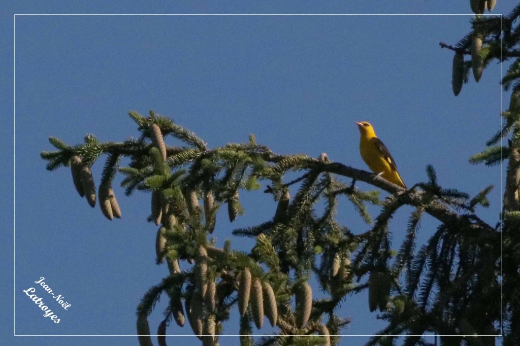 Loriot d'Europe - Oriolus oriolus - (bois de Filain - Haute-Saône) - 02 juin 2022 - au sommet d'un épicéa - Photographie Jean-Noël Latroyes - www.filain-nature.fr