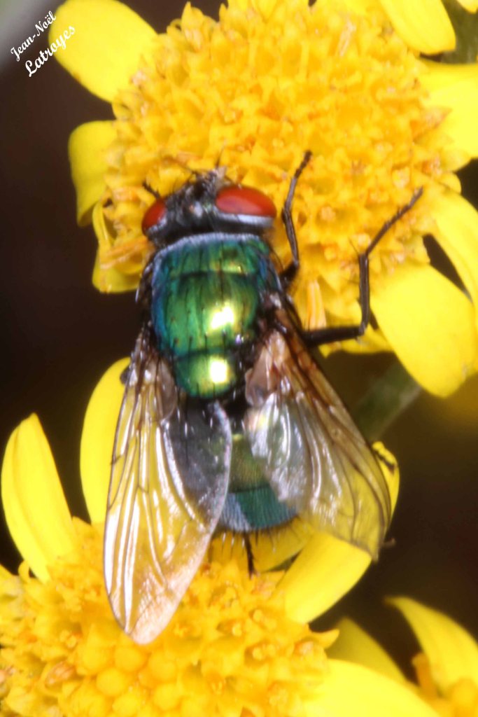 Diptère brachycère de la famille des Calliphoridae - Genre Lucilia s.p. - Filain (Haute-Saône) - 01 juillet 2022 - Photographie Jean-Noël Latroyes - www.filain-nature.fr