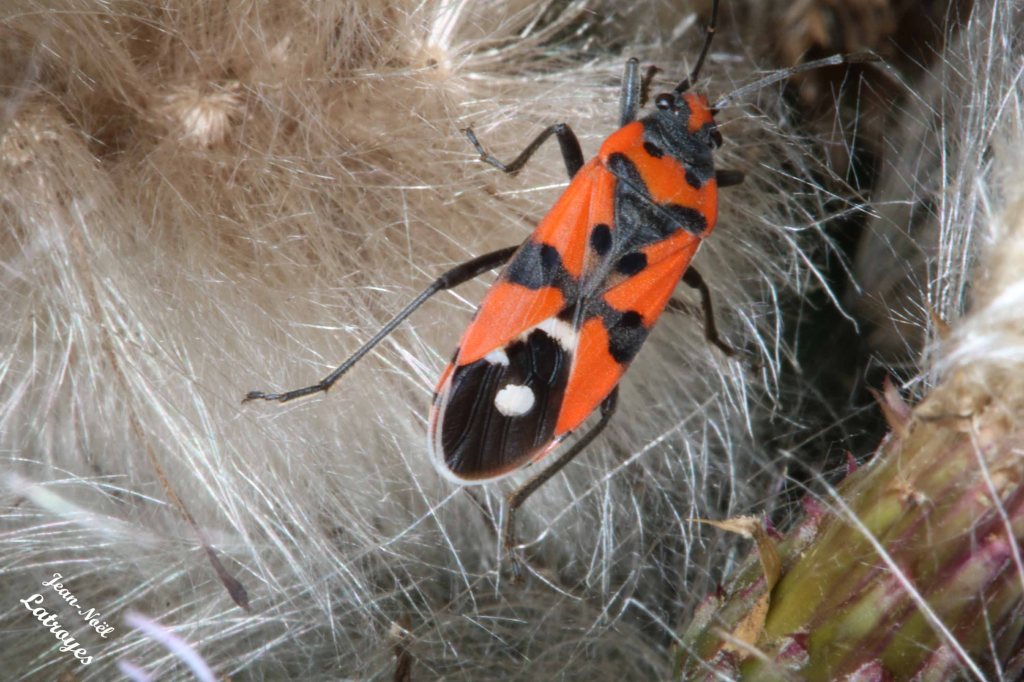La punaise écuyère - Lygaeus equestris - Filain (Haute-Saône) dans la clairière de la route des Ridets - Photographie Jean-Noël Latroyes - 02 juillet 2022  - www.filain-nature.fr