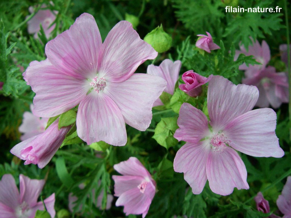 Fleur de Mauve alcée (Malva alcea) Filain (Haute-Saône) - Photographie Jean-Noël Latroyes - www.filain-nature.fr