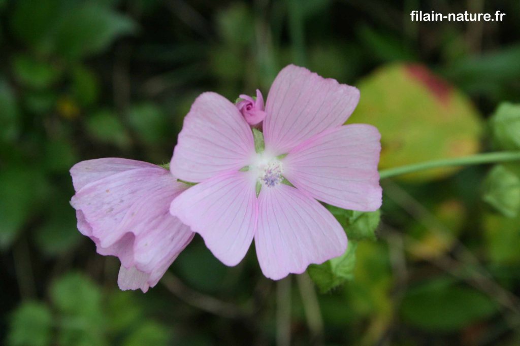 Mauve alcée (Malva alcea)  Filain (Haute-Saône) - Juillet 2022 - Photographie Jean-Noël Latroyes - www.filain-nature.fr