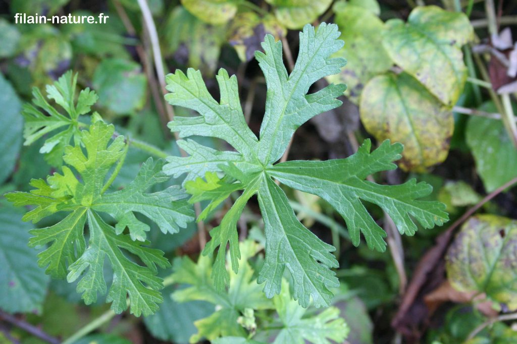 Feuillage de Mauve alcée (Malva alcea)  Filain (Haute-Saône) - Juillet 2022 - Photographie Jean-Noël Latroyes - www.filain-nature.fr