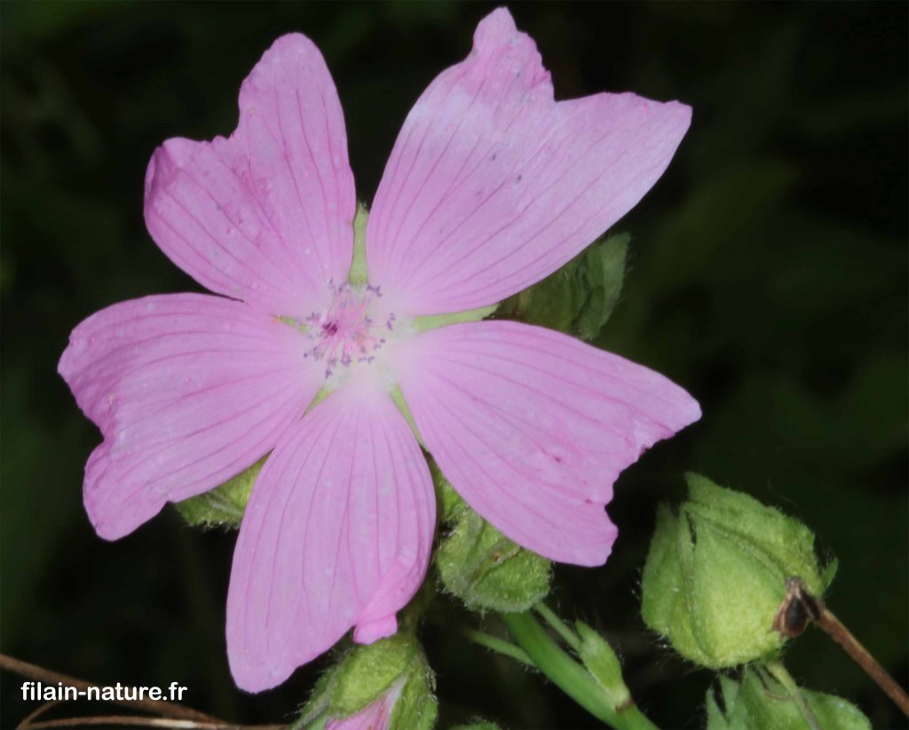 Fleur de Mauve alcée (Malva alcea) - détail -  Filain (Haute-Saône) - Juillet 2022 - Photographie Jean-Noël Latroyes - www.filain-nature.fr