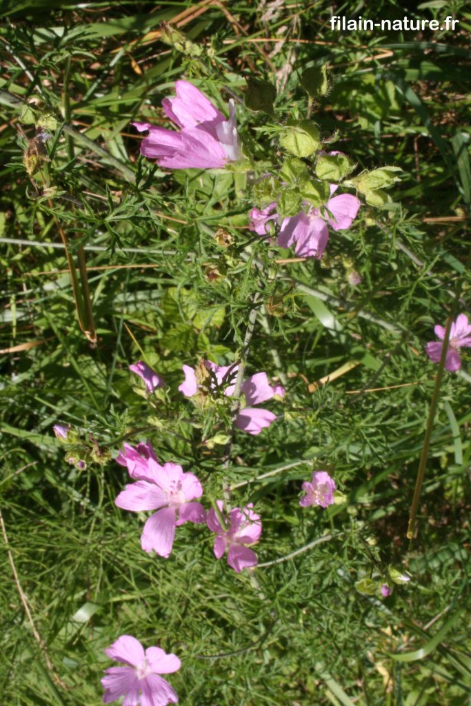 Mauve alcée (Malva alcea)  Filain (Haute-Saône) - Juillet 2022 - Photographie Jean-Noël Latroyes - www.filain-nature.fr