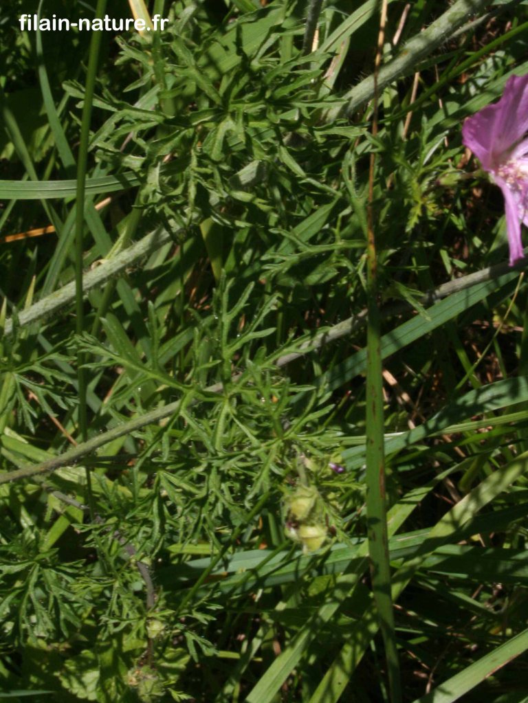 Feuillage de Mauve alcée (Malva alcea)  Filain (Haute-Saône) - Juillet 2022 - Photographie Jean-Noël Latroyes - www.filain-nature.fr