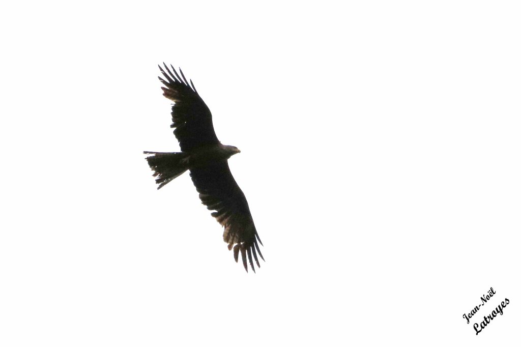 Milan noir  planant au-dessus de Filain (Haute-Saône) -le 20 mai 2022 - plumage perforé après de multiples orages de grêle ? Photographie Jean-Noël Latroyes - www.filain-nature.fr