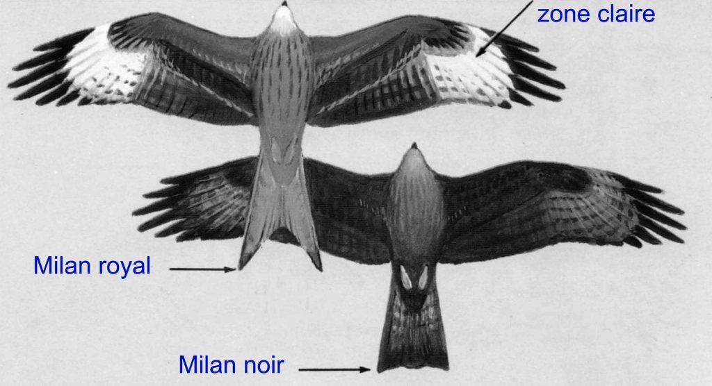 Absence de zone claire sous l'aile du milan noir