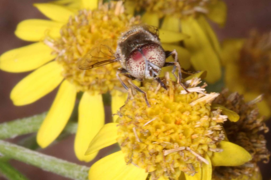 Observation à Filain : 02 juillet 2022 - www.filain-nature.fr