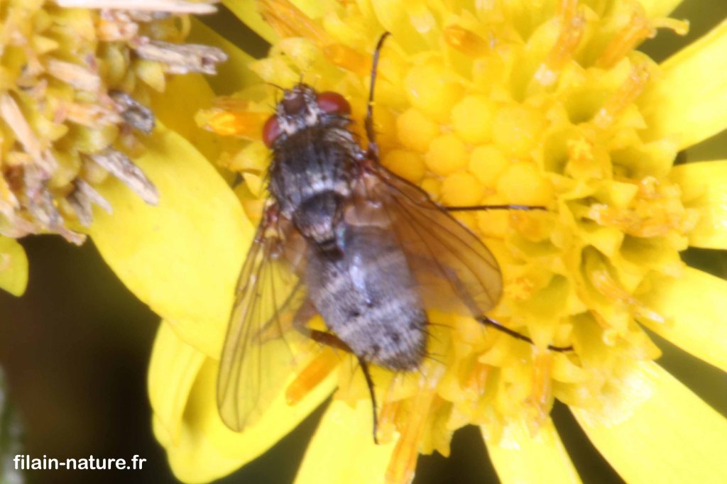 Observation à Filain : 02 juillet 2022 - www.filain-nature.fr