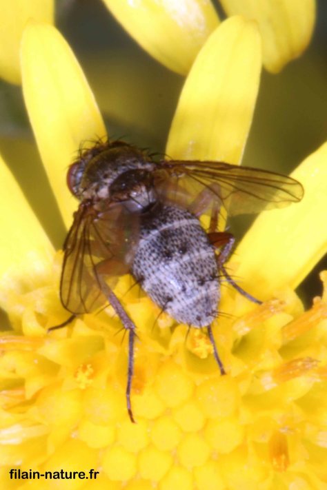 Observation à Filain : 02 juillet 2022 - www.filain-nature.fr