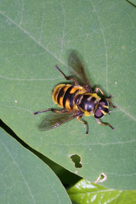 Myathropa florea - Filain ( Haute-Saône) 20 août 2018. Photographie Jean-Noël Latroyes - www.filain-nature.fr
