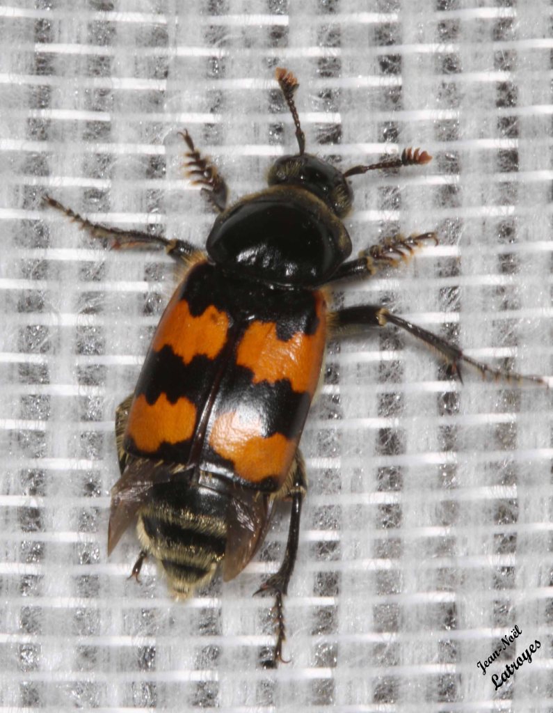 Nicrophorus vespillo - coléoptère nécrophore - Filain (Haute-Saône) -Photographie Jean-Noël Latroyes - www.filain-nature.fr
