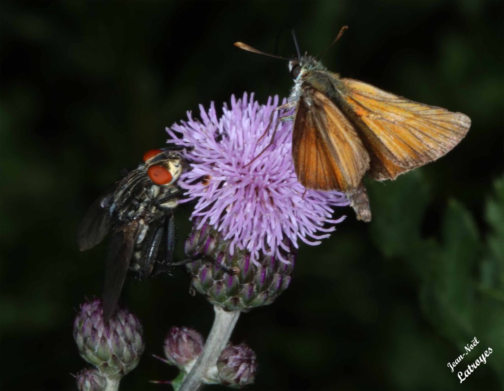 Sylvaine - Ochlodes venatus - Filain (Haute-Saône) sur chardon - 06 juillet 2022 - Photographie Jean-Noël Latroyes - www.filain-nature.fr