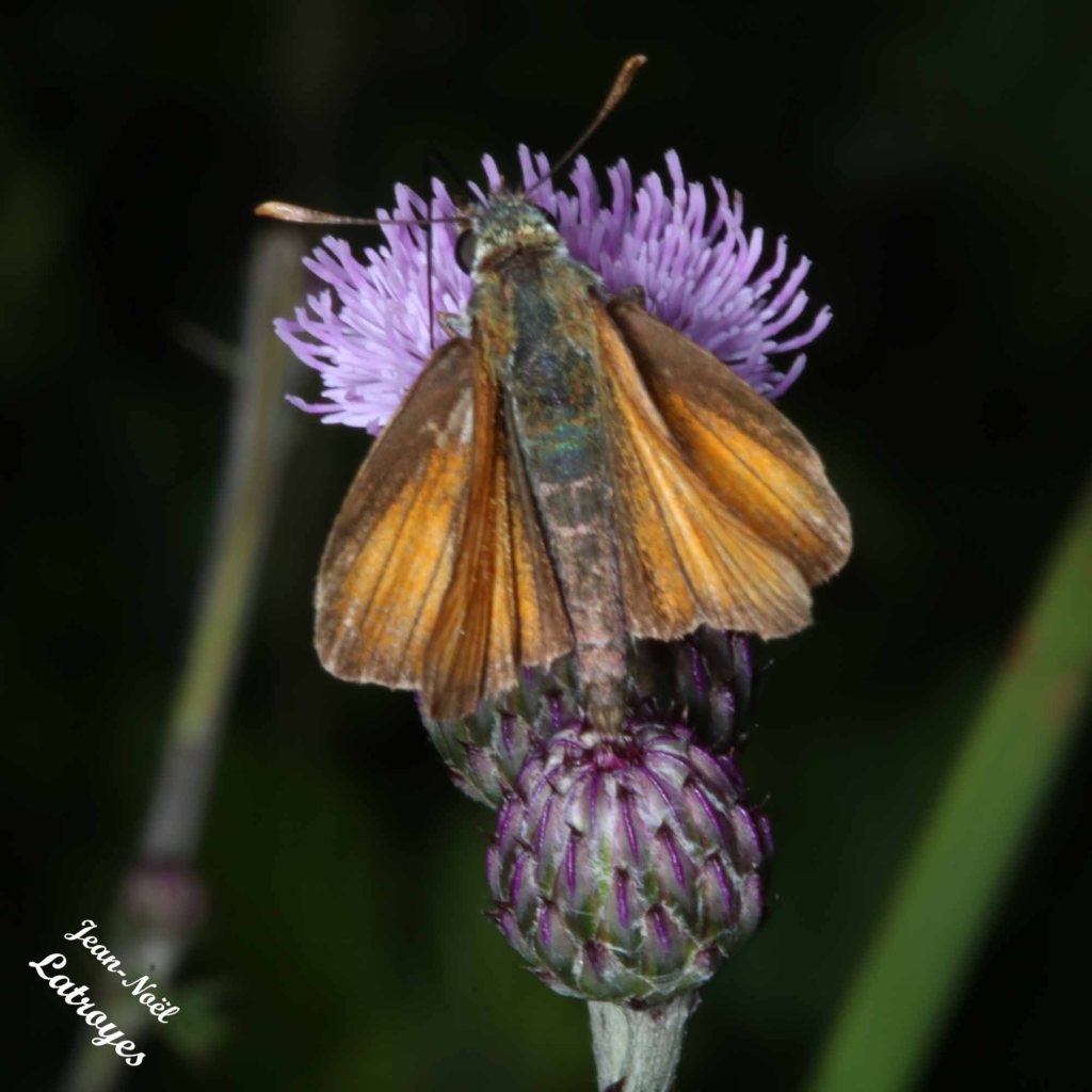 Sylvaine - Ochlodes venatus - Filain (Haute-Saône) sur chardon - 06 juillet 2022 - Photographie Jean-Noël Latroyes - www.filain-nature.fr