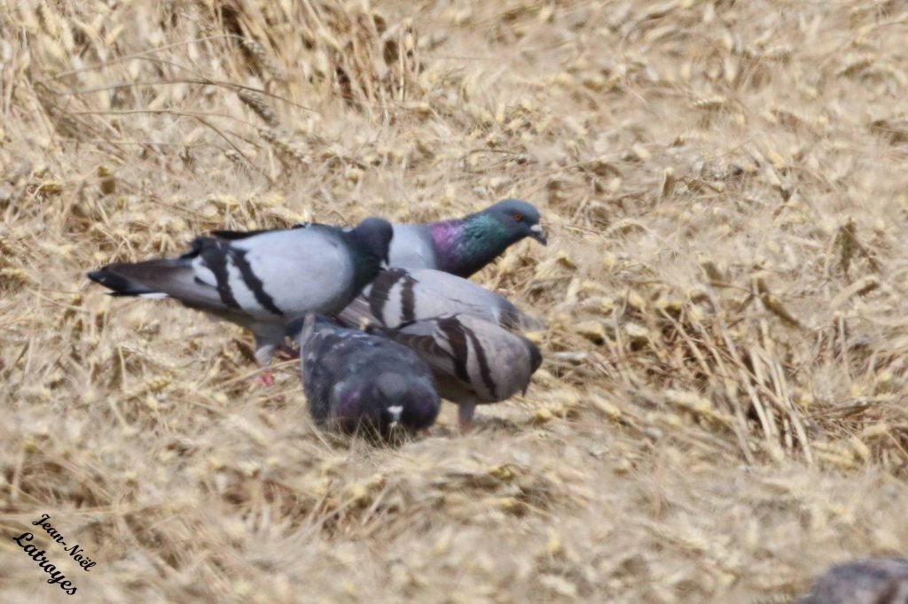 Groupe de Pigeon biset - Columba livia en escale dans un champ de blé à Filain (Haute-Saône) -02 juillet 2022
 - Photographie Jean-Noël Latroyes - www.filain-nature.fr