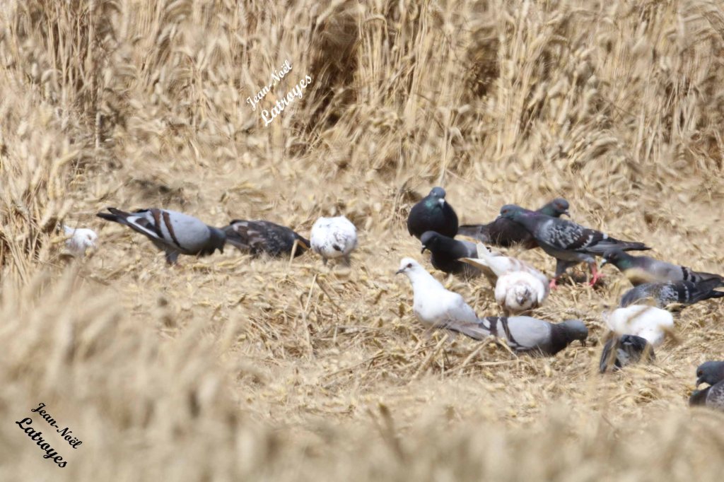 Groupe de Pigeon biset - Columba livia en escale dans un champ de blé à Filain (Haute-Saône) -02 juillet 2022
 - Photographie Jean-Noël Latroyes - www.filain-nature.fr