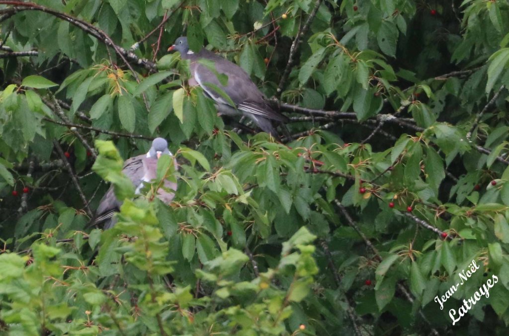 Pigeons ramier installé sdans un cerisier - Filain (Haute-Saône) - 25 juin 2022 - Photographie Jean-Noël Latroyes - www.filain-nature.fr
