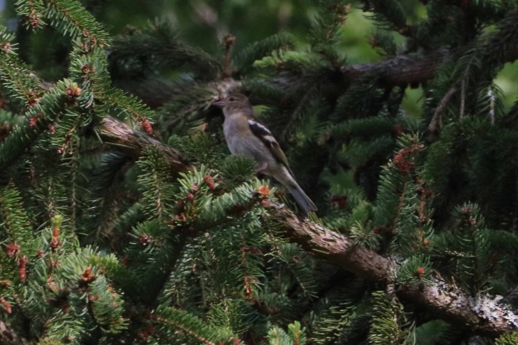 Pinson des arbres sur épicéa - juillet 2022 - Filain ( Haute-Saône)
 Photographie Jean-Noël Latroyes - www.filain-nature.fr