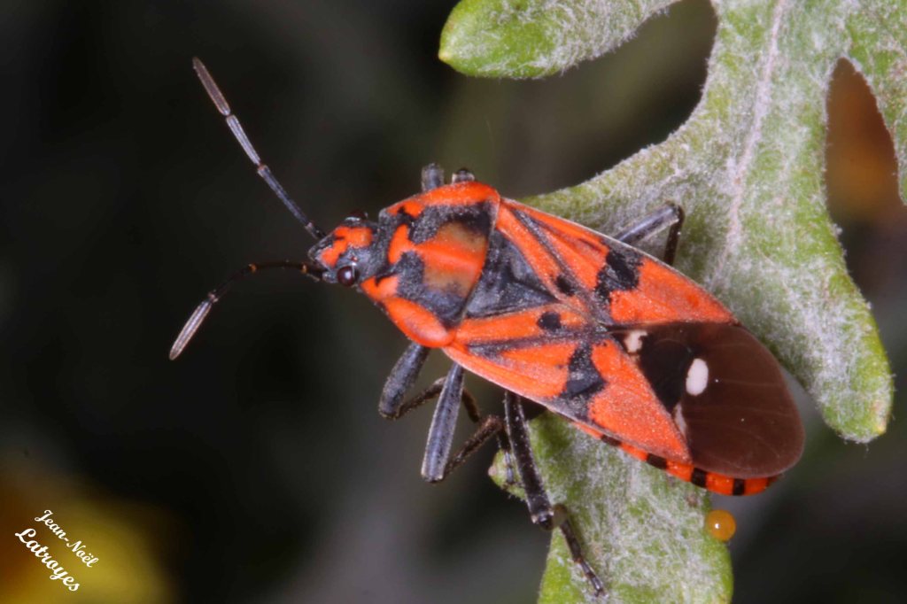 La punaise écuyère - Lygaeus equestris - Filain (Haute-Saône) dans la clairière de la route des Ridets - Photographie Jean-Noël Latroyes - 14 juillet 2022 - www.filain-nature.fr 