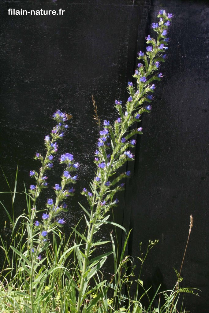 Fleurs de Vipérine commune – Echium vulgare - Dampierre/Linotte (Haute-Saône) – Photographie Jean-Noël Latroyes – Juin 2022 - www.filain-nature.fr