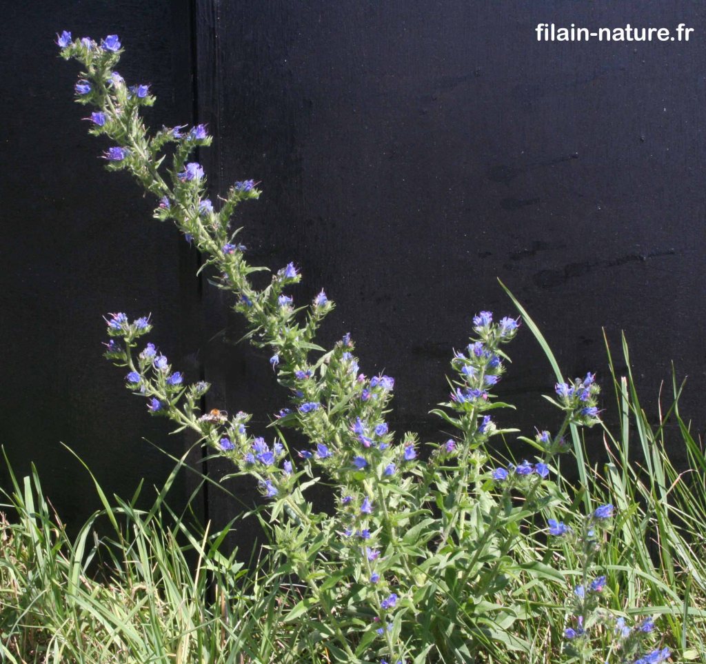 Fleurs de Vipérine commune – Echium vulgare - Dampierre-sur-Linotte (Haute-Saône) –le long de la voie verte -  Photographie Jean-Noël Latroyes – Juin 2022 - www.filain-nature.fr