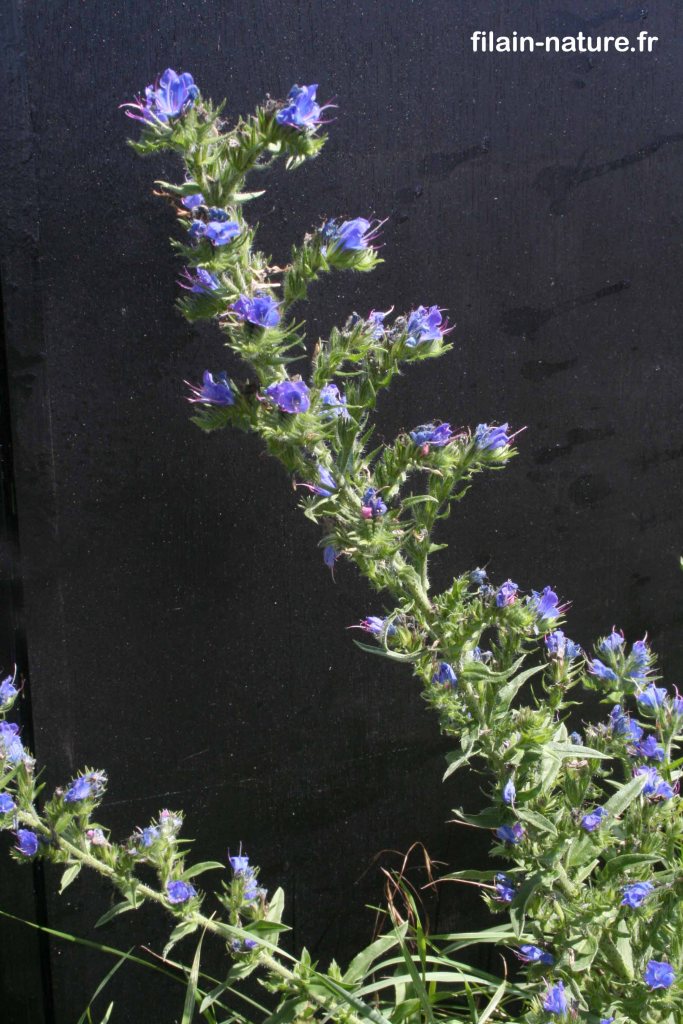 Fleurs de Vipérine commune – Echium vulgare - Dampierre-sur-Linotte (Haute-Saône) – Photographie Jean-Noël Latroyes – Juin 2022 - www.filain-nature.fr