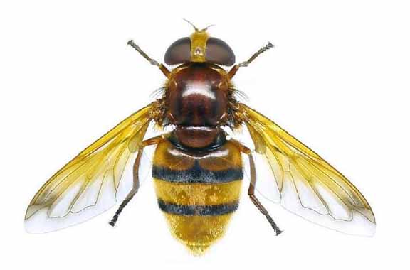 Volucella zonaria