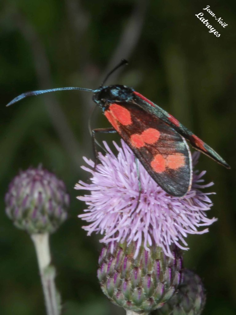 Zygaene filipendulae – Zygène commune sur chardon– 02 Juillet 2022 – 11 h 00 – Filain (Haute-Saône) – Photographie Jean-Noël Latroyes