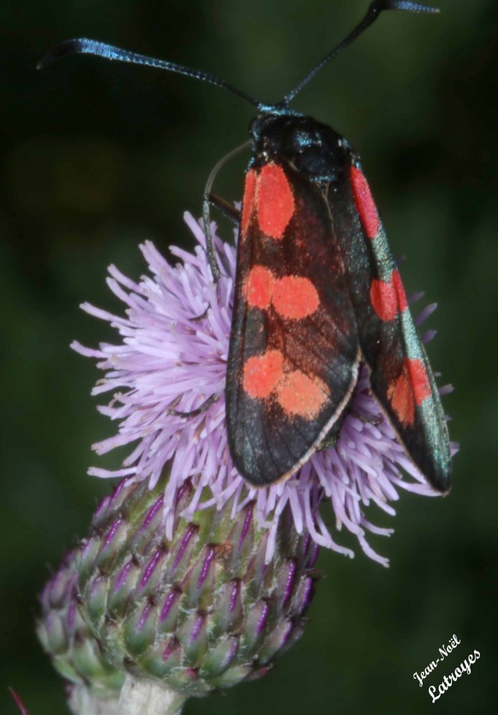 Zygaene filipendulae – Zygène commune sur chardon– 02 Juillet 2022 – 11 h 00 – Filain (Haute-Saône) – Photographie Jean-Noël Latroyes - www.filain-nature.fr