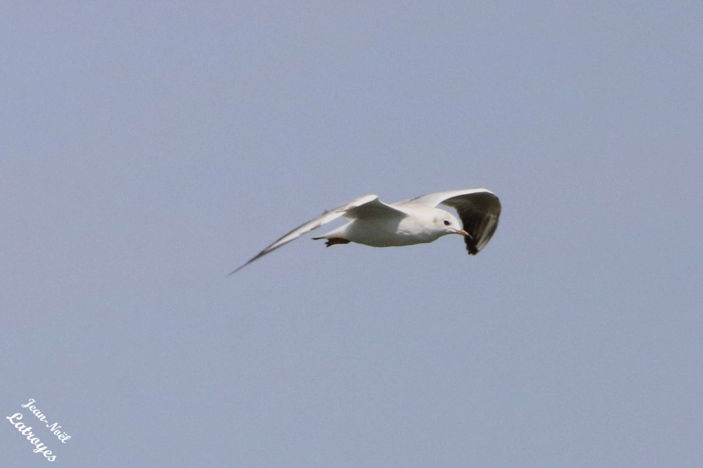 Mouette rieuse en vol - Larus ridibundus - Montbozon (Haute-Saône) - 18 août 2022 - Photographie Jean-Noël Latroyes - www.filain-nature.fr