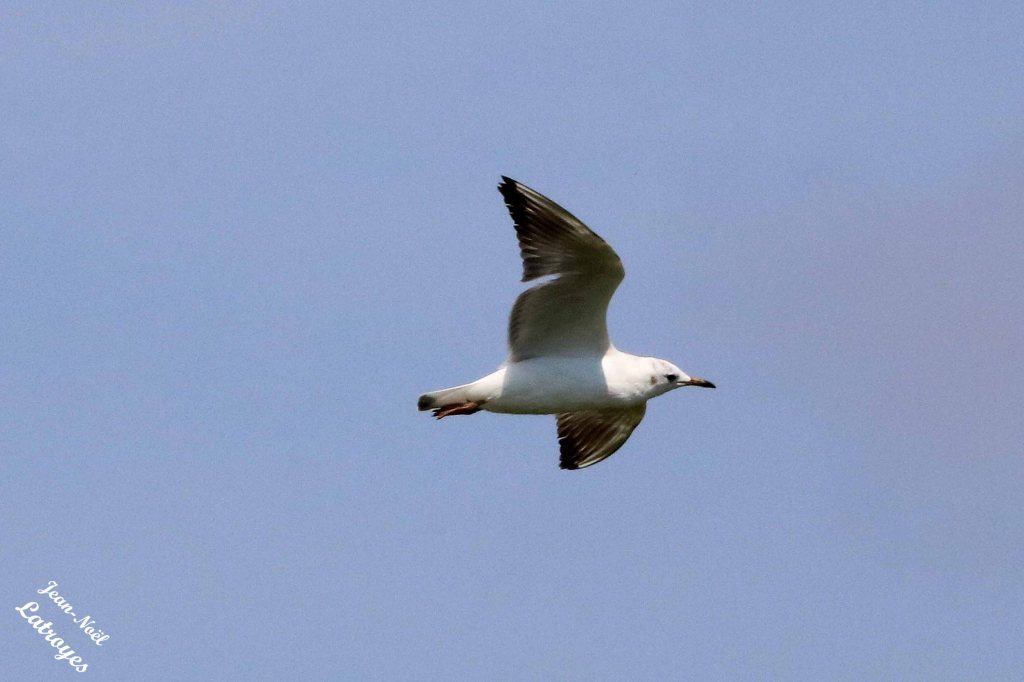Mouette rieuse en vol - Larus ridibundus - Montbozon (Haute-Saône) - 18 août 2022 - Photographie Jean-Noël Latroyes - www.filain-nature.fr