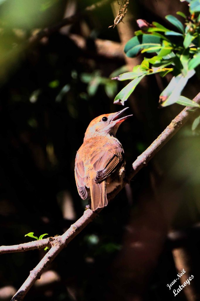 Rossignol philomèle en train de chanter- Luscinia megarhynchos - Besnans (Haute-Saône) - 16 août 2022 - Photographie Jean-Noël Latroyes - www.filain-nature.fr