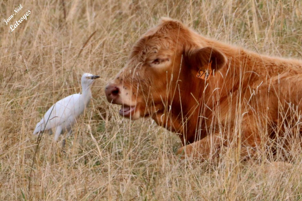 Héron garde-bœufs (Bubulcus ibis) picorant les mouches sur le museau d'un jeune boeuf, Echenoz-la-Méline (Haute-Saône) - 21 août 2022 - Photographie Jean-Noël Latroyes - www.filain-nature.fr