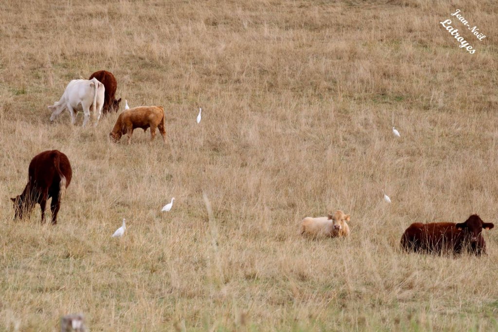 Hérons garde-bœufs (Bubulcus ibis), Echenoz-la-Méline (Haute-Saône) - 21 août 2022 - Photographie Jean-Noël Latroyes - www.filain-nature.fr